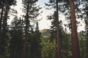 Sierra Tract