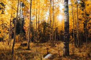 Tahoe Aspens- Christmas Valley